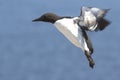 Common murre at the time of landing on the rocks in colony