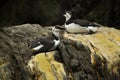 Common murre Uria aalge