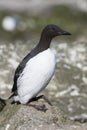 Common murre which stands on a cliff near the colony summer Royalty Free Stock Photo