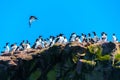 Single Common Murres flying into flock of other murres landing on a rocky cliff with in moss on a clear blue sky day Royalty Free Stock Photo