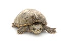 Common Musk Turtle Royalty Free Stock Photo