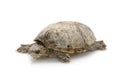 Common Musk Turtle Royalty Free Stock Photo