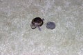 Common Musk Turtle Baby 602143