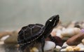 Common musk turtle Sternotherus odoratus in a pond-2.ARW Royalty Free Stock Photo