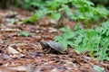 Common Musk Turtle, Sternotherus odoratus