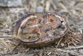 Common Musk Turtle upside down showing plastron Royalty Free Stock Photo