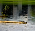 Common musk turtles