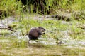 Common Muskrat Eats Cattail  700916 Royalty Free Stock Photo