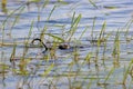 Common Muskrat 703758