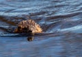Common Muskrat swimming towards camera in beautiful blue sparkling water