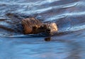 Common Muskrat swimming towards camera in beautiful blue sparkling water