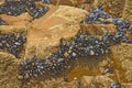 Common mussels on rock Royalty Free Stock Photo