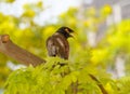 Common myna on acacia tree