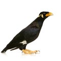 Common Myna - Acridotheres tristis