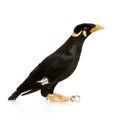 Common Myna - Acridotheres tristis Royalty Free Stock Photo