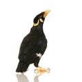 Common Myna - Acridotheres tristis Royalty Free Stock Photo