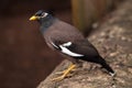 Common myna Acridotheres tristis