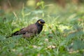 Common Myna - Acridotheres tristis, common perching bird from Asian gardens and woodlands Royalty Free Stock Photo