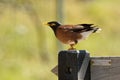 Common Myna - Acridotheres tristis or Indian myna , sometimes spelled mynah,member of the family Sturnidae starlings and mynas n Royalty Free Stock Photo