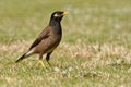 Common Myna - Acridotheres tristis or Indian myna , sometimes spelled mynah,member of the family Sturnidae starlings and mynas n Royalty Free Stock Photo