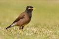 Common Myna - Acridotheres tristis or Indian myna , sometimes spelled mynah,member of the family Sturnidae starlings and mynas n Royalty Free Stock Photo