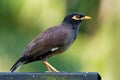 Common Myna - Acridotheres tristis or Indian myna , sometimes spelled mynah,member of the family Sturnidae starlings and mynas Royalty Free Stock Photo