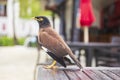 Common Myna - Acridotheres tristis or Indian myna , sometimes spelled mynah,member of the family Sturnidae starlings and mynas Royalty Free Stock Photo