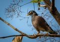 The common myna Acridotheres tristis is a large, omnivorous, brown-and-black bird Royalty Free Stock Photo