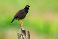 Common Myna, Acridotheres tristis melanostermus, bird from Sri Lanka. Animal in the nature habitat, Asia. Bird sitting on the bran Royalty Free Stock Photo