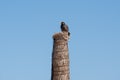 Common myna, acridotheres tristis, perched on a parasol post, Tombeau Bay, Mauritius Royalty Free Stock Photo