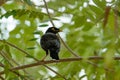 Common Myna - Acridotheres tristis, common perching bird from Asian gardens and woodlands