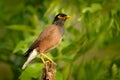 Common Myna, Acridotheres tristis, at Ranthambore National Park. Animal in nature habitat, Asia. Bird sitting on the branch. Clear