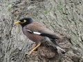 Common mynaÃÂ Acridotheres tristis