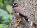 Common mynaÃÂ Acridotheres tristis