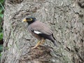 Common mynaÃÂ Acridotheres tristis