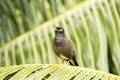 Common Myna (Acridotherestristis) Bird Singing In Praslin Island, Seychelles