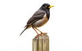Common Myna Beauty on White Background