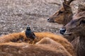 Common myna bird, acridotheres tristis, perched on a female deer, javan rusa, Mauritius