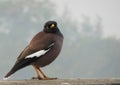 Common Myna bird