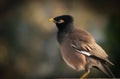 common myna bird family sturnidae,native to asia