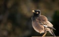 common myna bird family sturnidae,native to asia Royalty Free Stock Photo