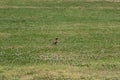 Common myna bird on a green grass Royalty Free Stock Photo