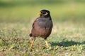 The Common Myna Bird