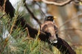 The Common Myna Bird