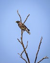 Common Myna bird sitting on a dry tree branch with clear blue sk Royalty Free Stock Photo