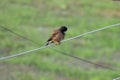 Common Myna Bird sitting on electric wire Royalty Free Stock Photo