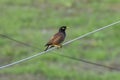 Common Myna Bird sitting on electric wire Royalty Free Stock Photo