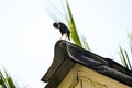Common myna bird sitting on roof Royalty Free Stock Photo