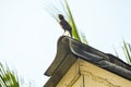 Common myna bird sitting on roof Royalty Free Stock Photo