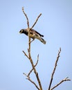 Common Myna bird sitting & shouting on a dry tree branch with cl Royalty Free Stock Photo
